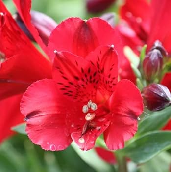Easy-Growing Alstroemeria Flower Seeds for Summer Blooms