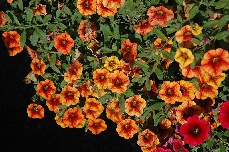 Easy grow apricot petunia seeds for beginner gardeners