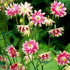 Easy-to-Grow Aquilegia Nora Barlow Seeds for Shaded and Sunny Beds