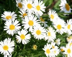 Easy-to-Grow Aster Flower Seeds with Yellow and White Blooms