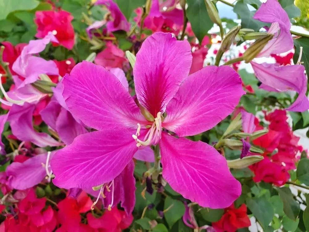 Easy grow Bauhinia purpurea seeds for gardeners