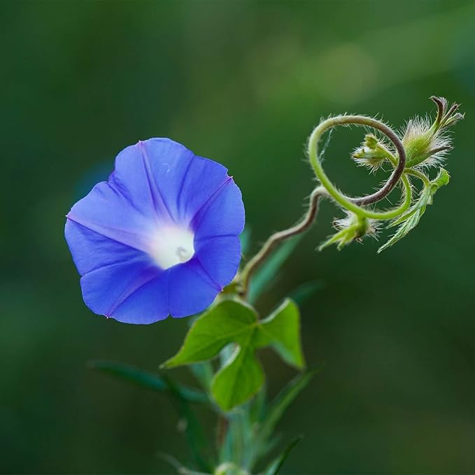 Easy-to-Grow Blue Trumpet Flower Seeds for Landscaping