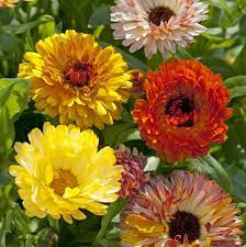 Easy-Growing Calendula Playtime Mix Seeds for Borders and Beds