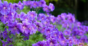 Easy-to-Grow Climbing Geranium Flower Seeds for Garden Planting