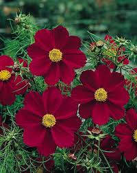 Easy-to-Grow Cosmos Burgundy Seeds for Seasonal Blooms