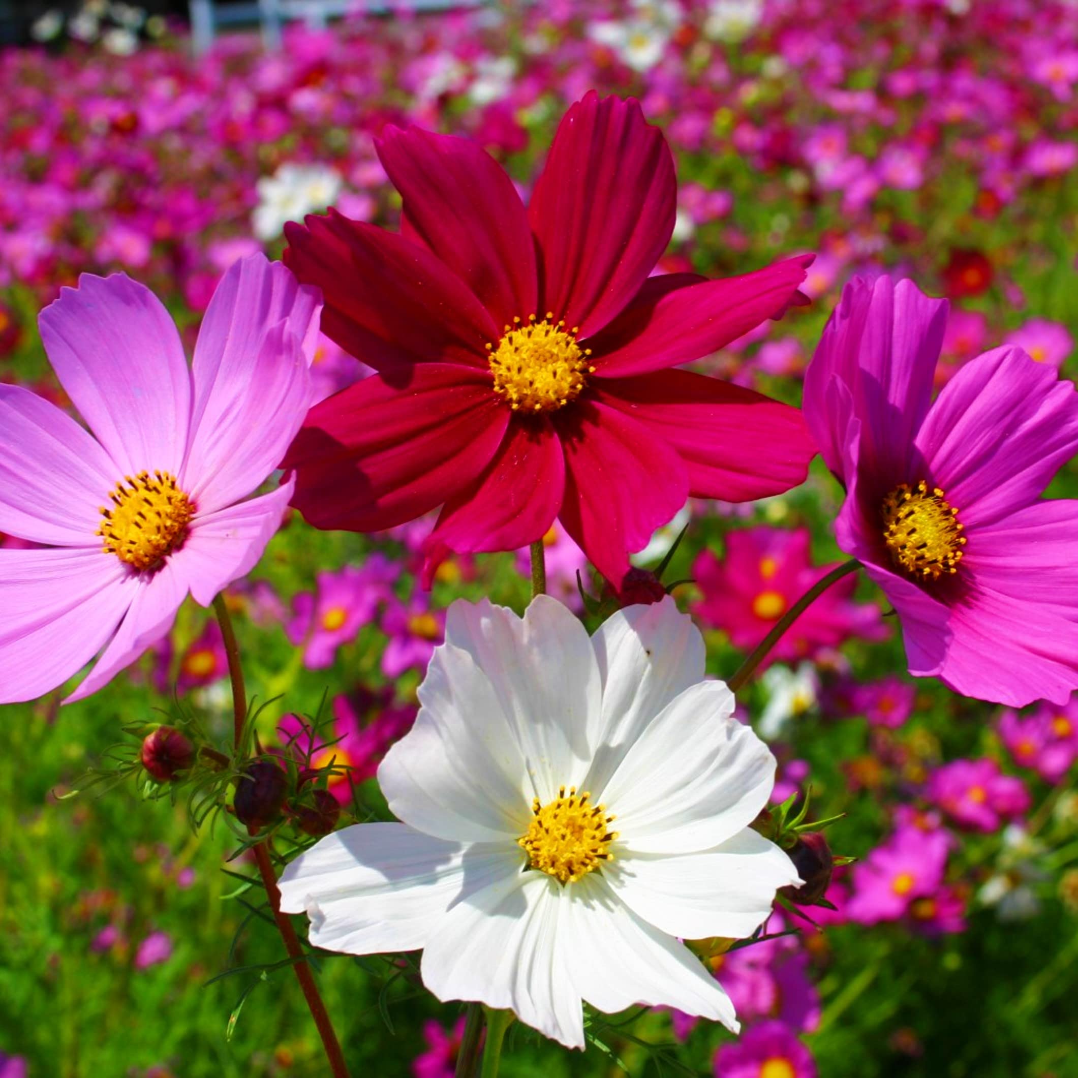 Easy grow pink cosmos seeds for beginners