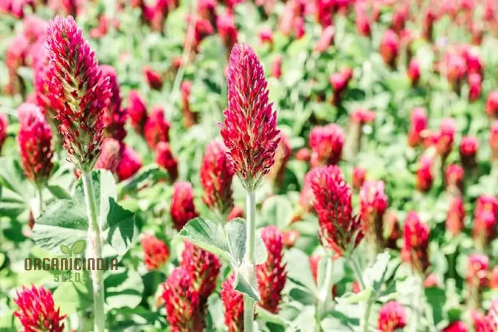Easy grow crimson clover seeds for outdoor gardens