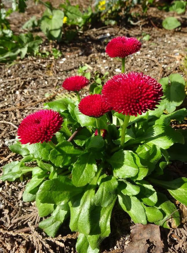 Easy-to-Grow Daisy Pomponet Red Seeds for Long-Lasting Blooms