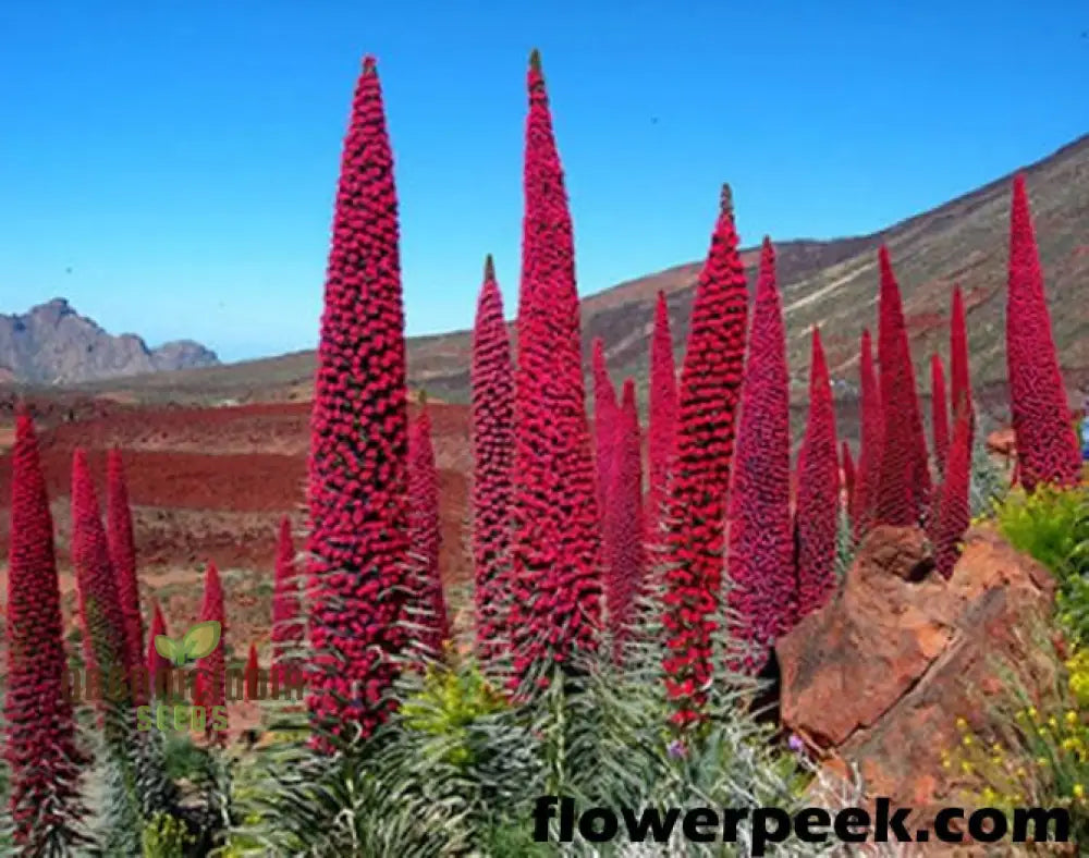 Easy grow Echium vulgare seeds for borders