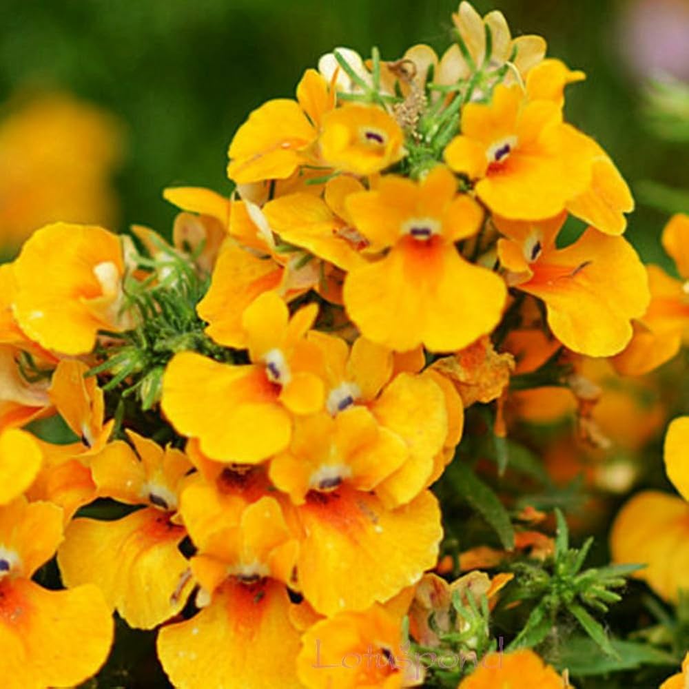 Easy grow erysimum hybrid seeds for gardeners