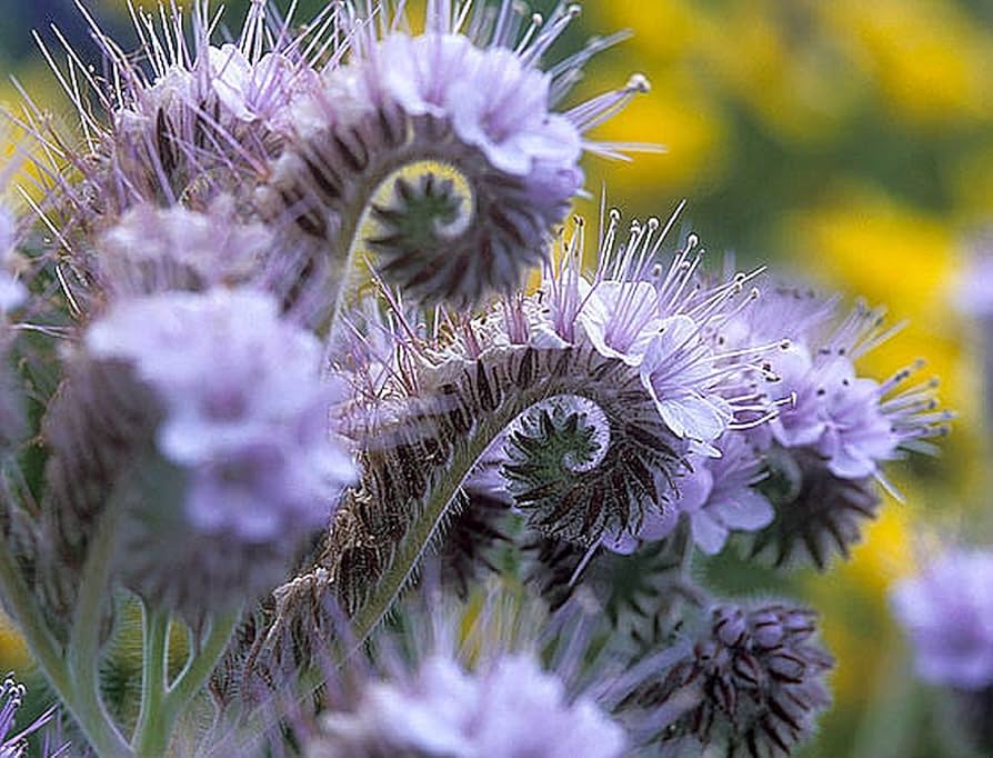Easy grow fiddleneck seeds soft purple blooms