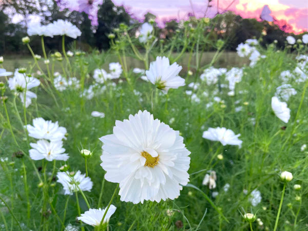Easy-Growing Fizzy White Cosmos Seeds for Summer Blooms