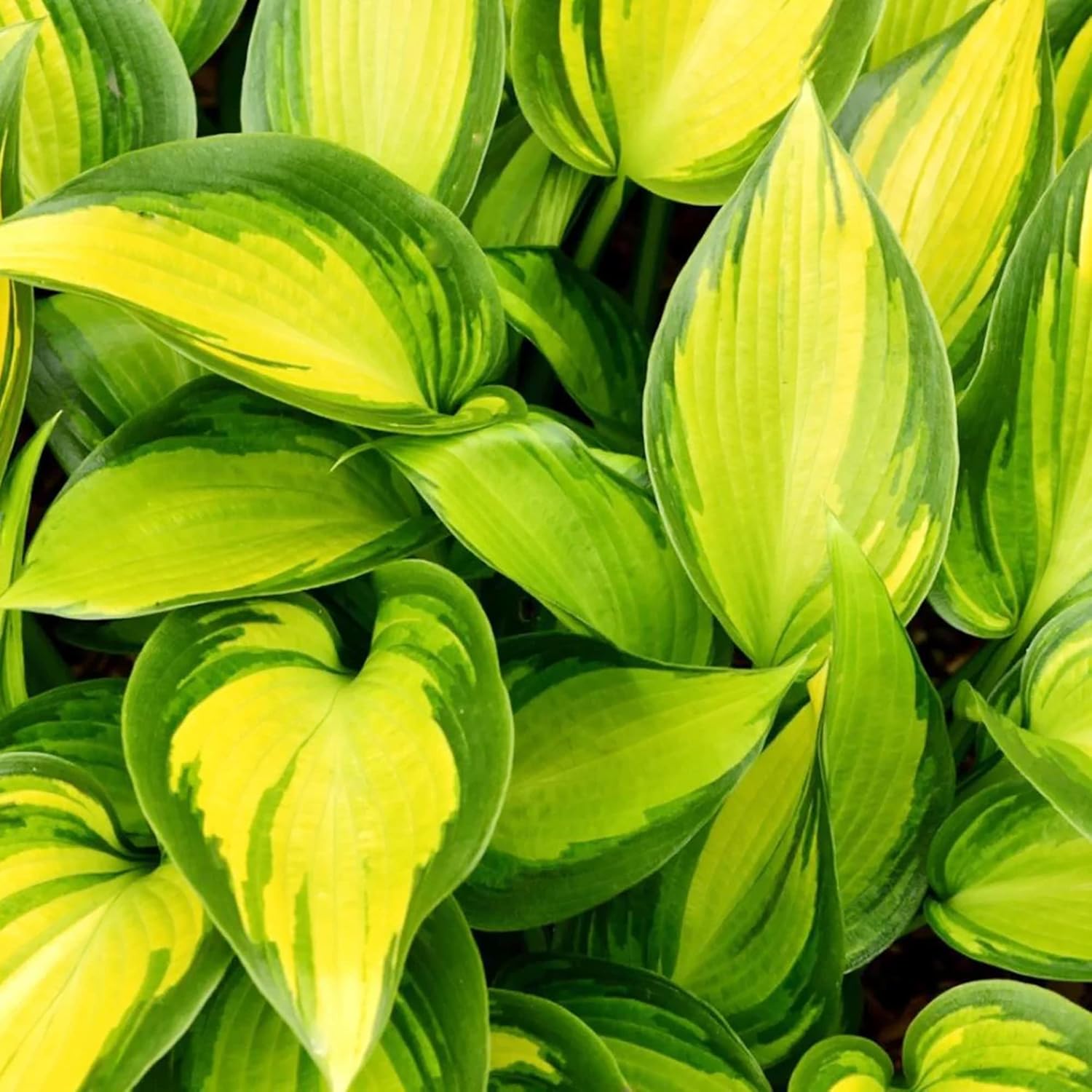 Easy grow Hosta seeds low maintenance perennial