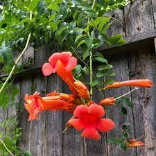 Easy grow hummingbird vine seeds red trumpet flowers