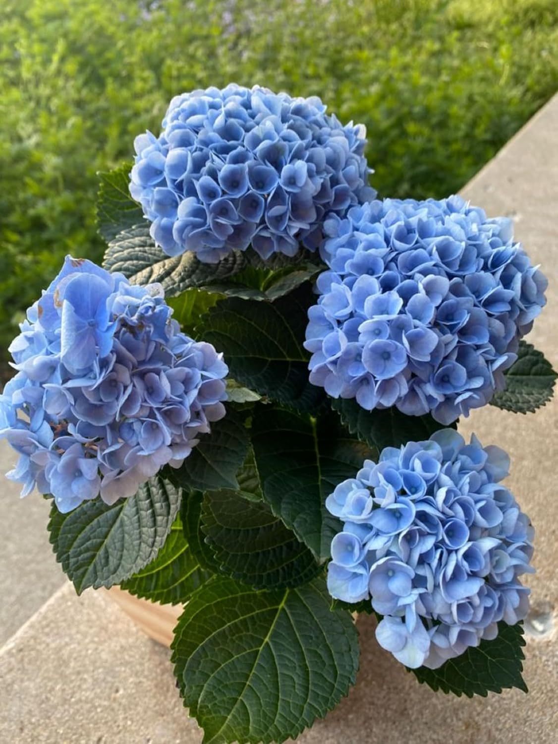 Easy-to-Grow Blue Hydrangea Seeds for Home Landscaping