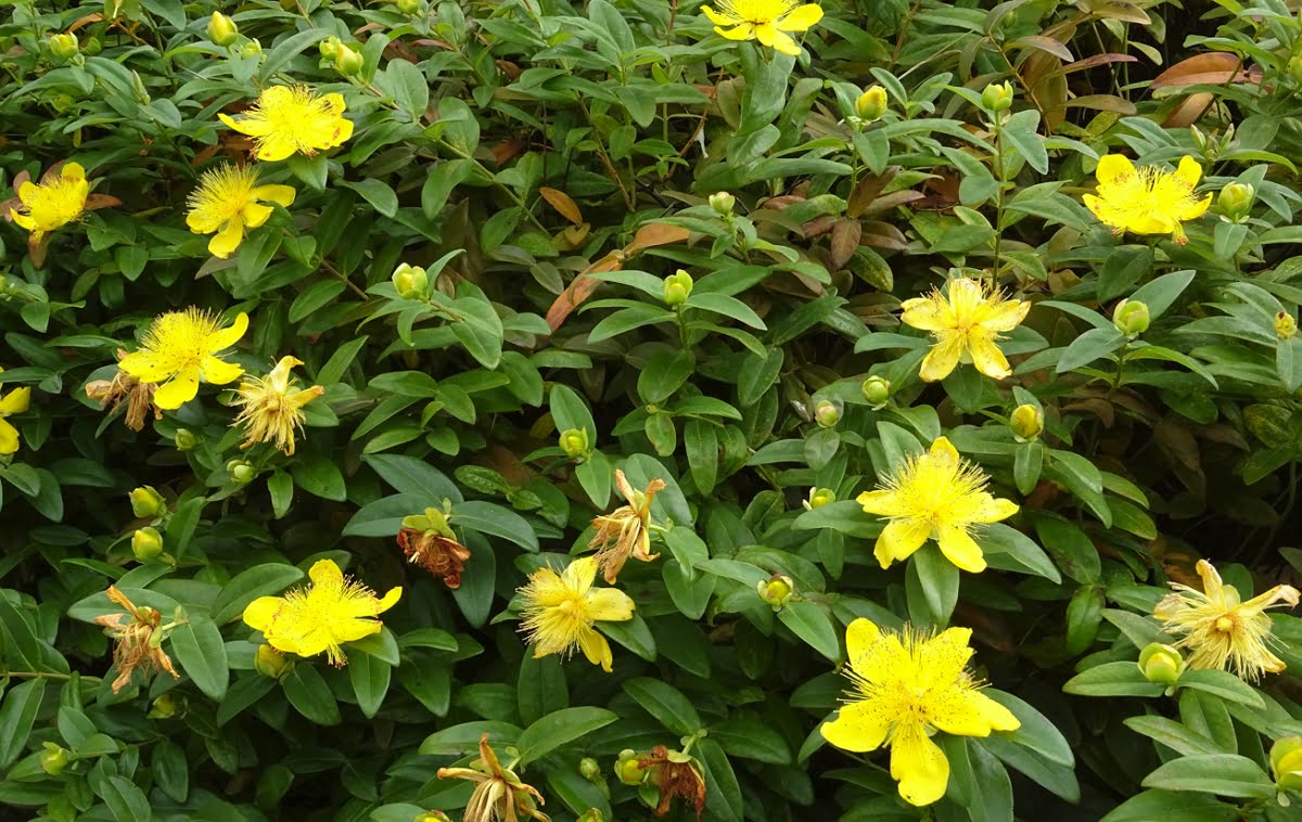 Easy grow hypericum calycinum seeds spreading perennial