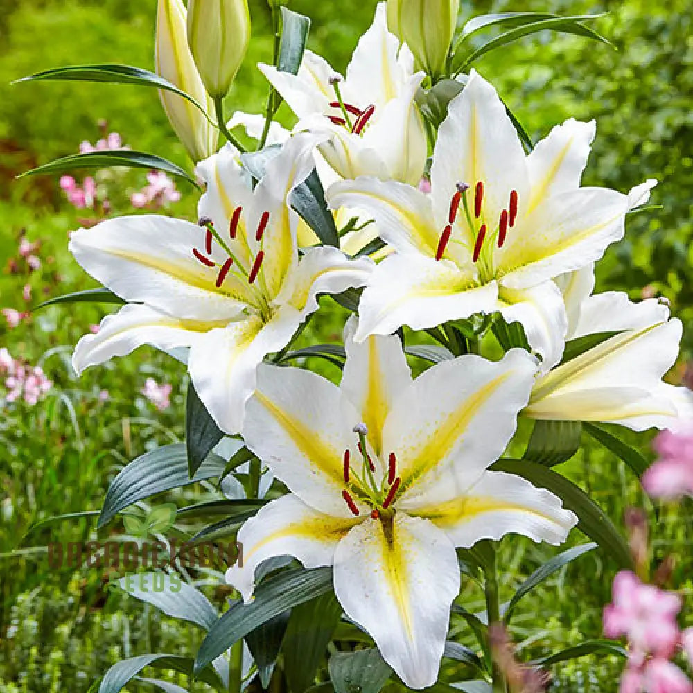 Easy grow lily seeds beginner-friendly garden flowers
