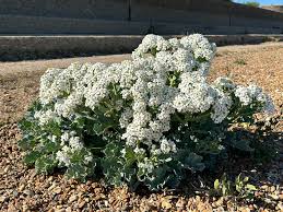 Easy-Growing Lilywhite Flower Seeds for Home Garden Blooms