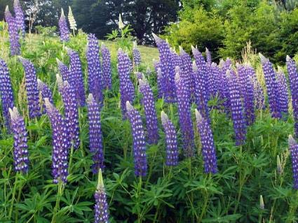 Easy grow Russell lupin seeds navy blue flowers