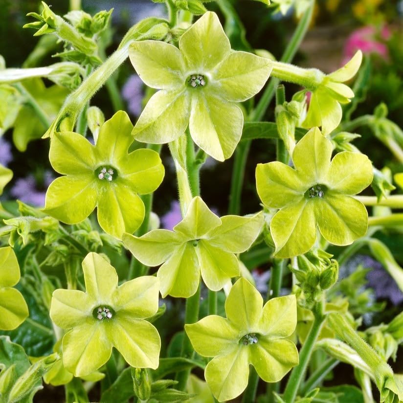 Easy-Growing Nicotiana Lime Green Seeds for Summer Blooms