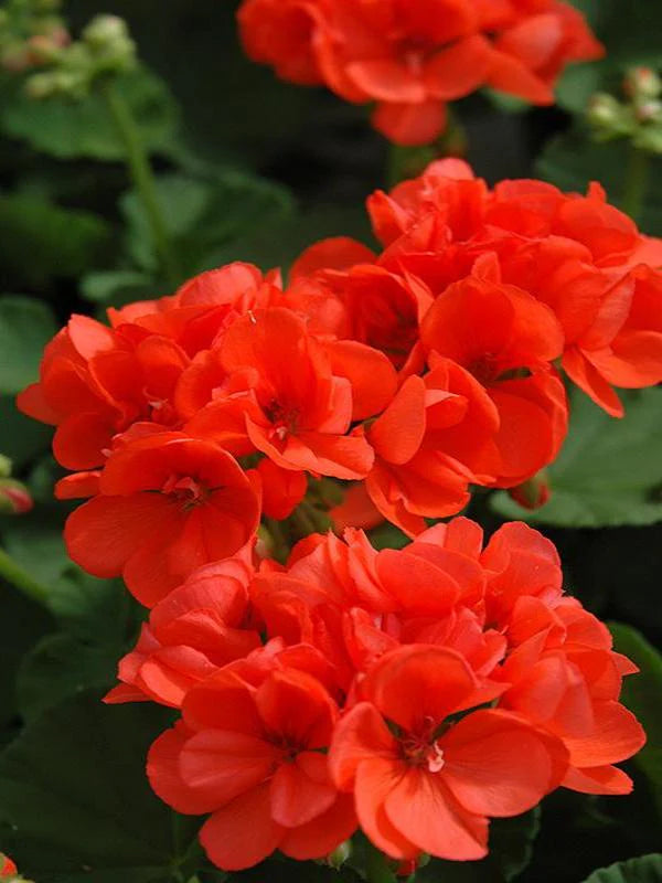Easy to Grow Orange Geranium Seeds for Flower Gardening