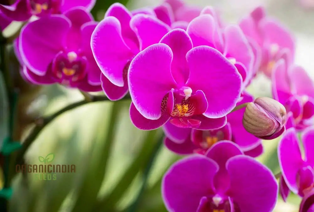 Easy grow orchid seeds for indoor and outdoor blooms