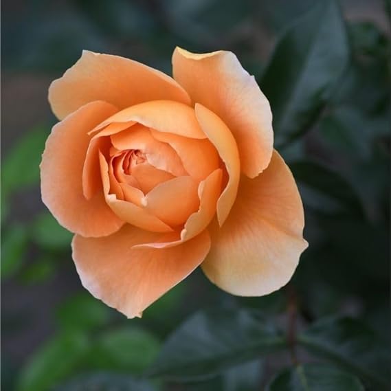 Easy to Grow Peach Rose Seeds for Flower Gardens