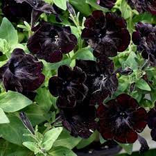 Easy grow chocolate petunia seeds for home gardens