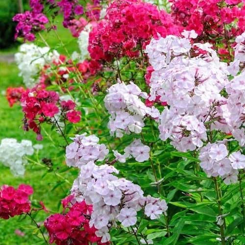 Easy-Grow Phlox Beauty Seeds for Bright Garden Displays