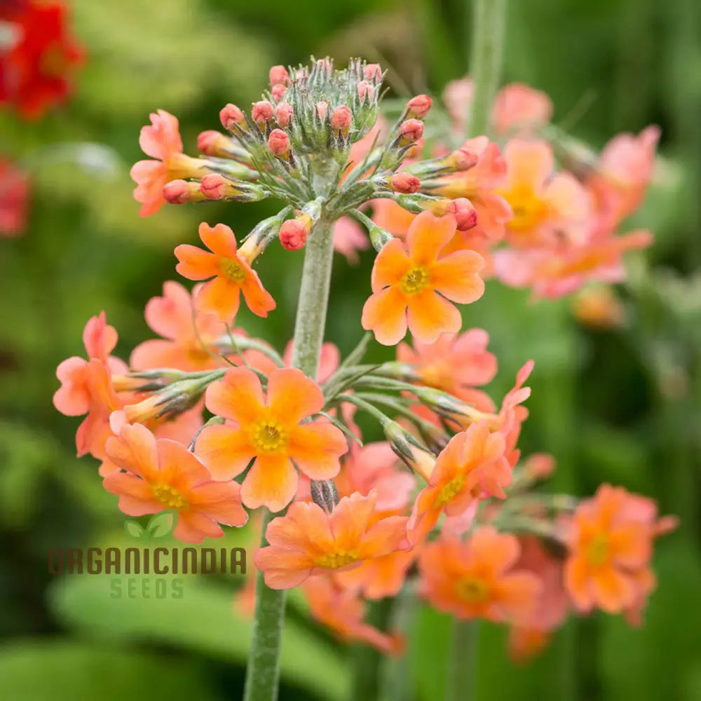 Primula seeds for shaded gardens golden flowers
