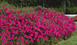 Easy grow purple petunia seeds for home gardens