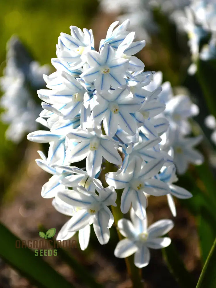 Easy grow Puschkinia seeds delicate blue flowers