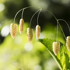 Easy-Growing Quaking Grass Seeds for Elegant Garden Designs