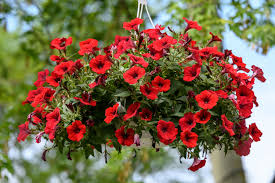 Easy-to-Grow Scarlet Red Petunia Seeds for Seasonal Flowers