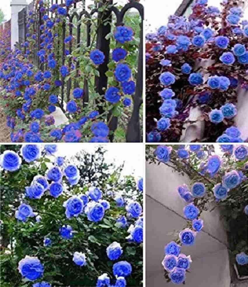 Easy grow rose seeds tree-form flowering variety