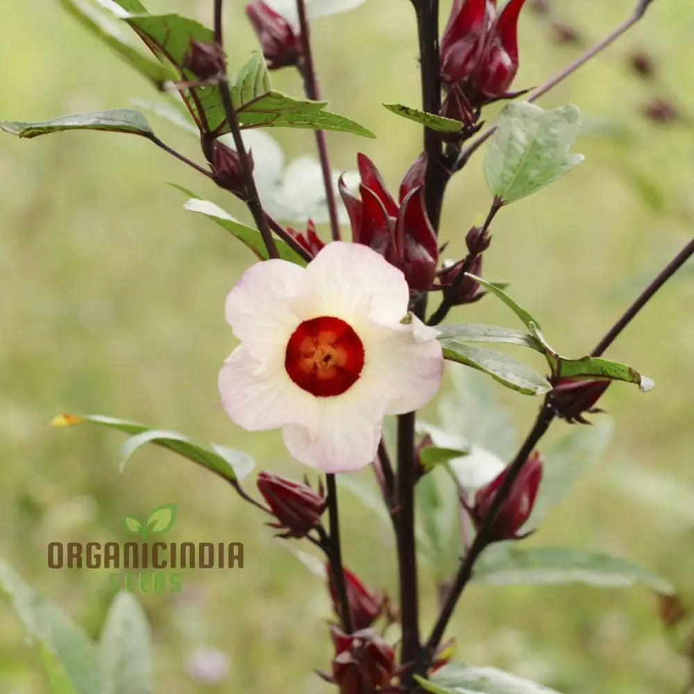 Easy grow roselle flower seeds strong flowering plants