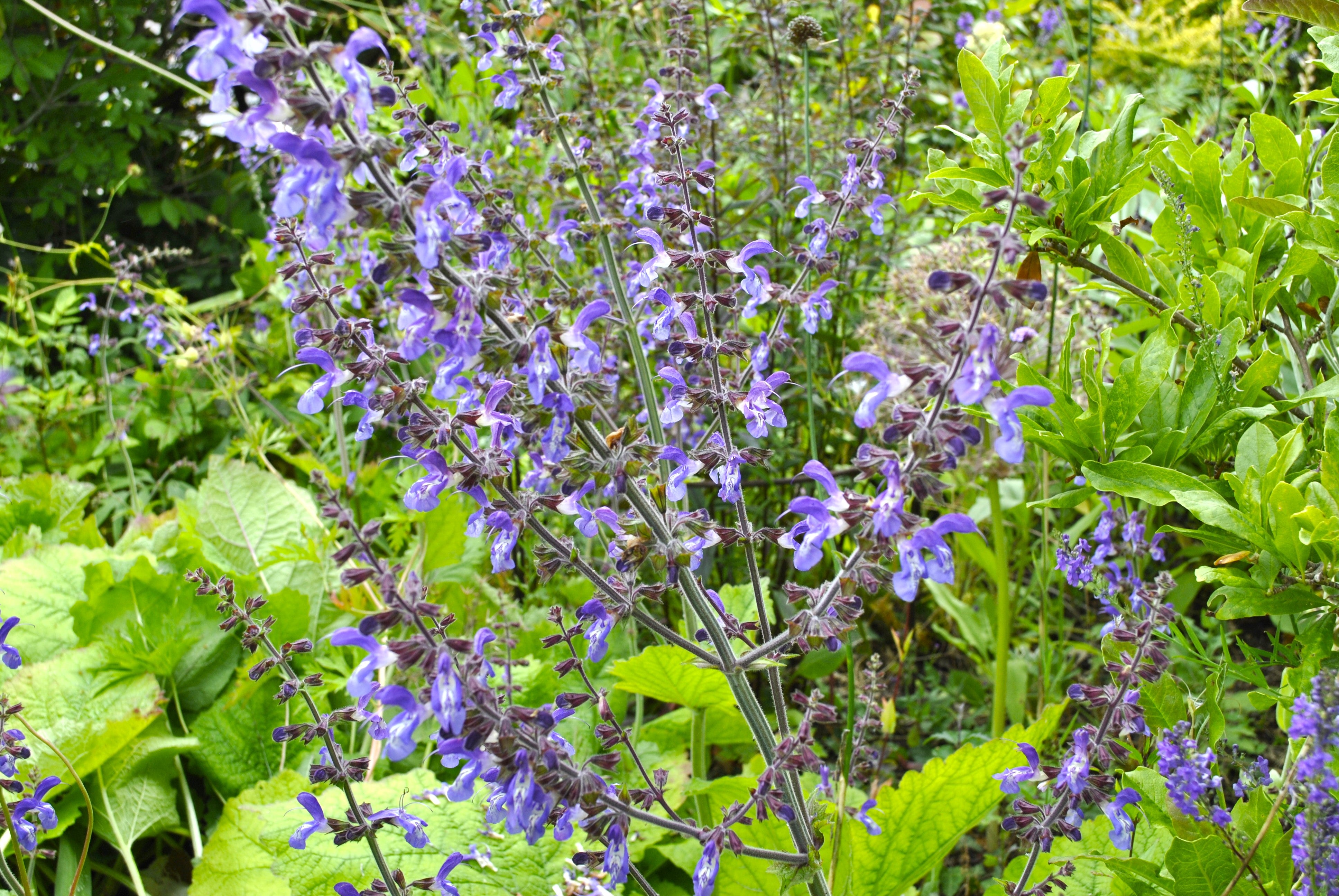 Easy grow Salvia Forskaohlei seeds for home gardens