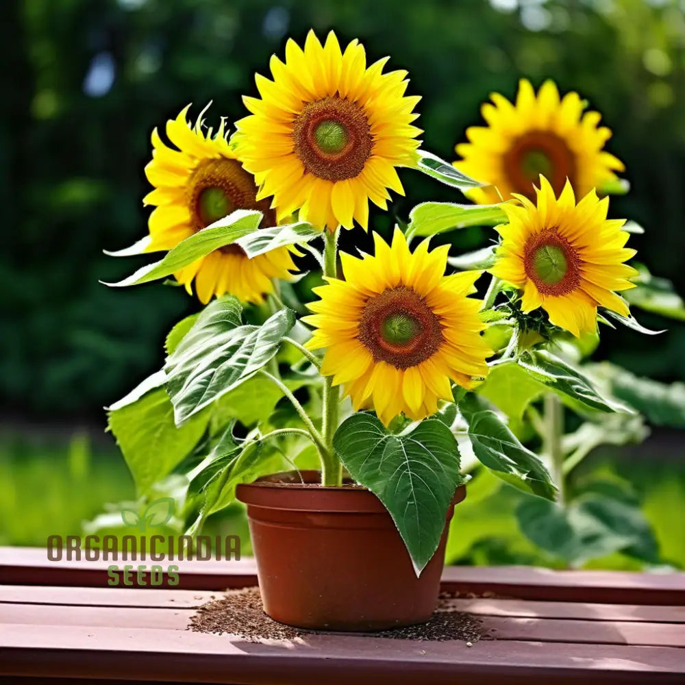 Easy to Grow Sunflower Seeds Mix for Backyard Gardens