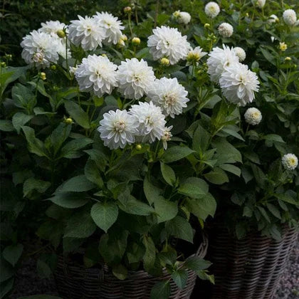 Easy-Growing White Dahlia Seeds for Stunning Summer Flowers