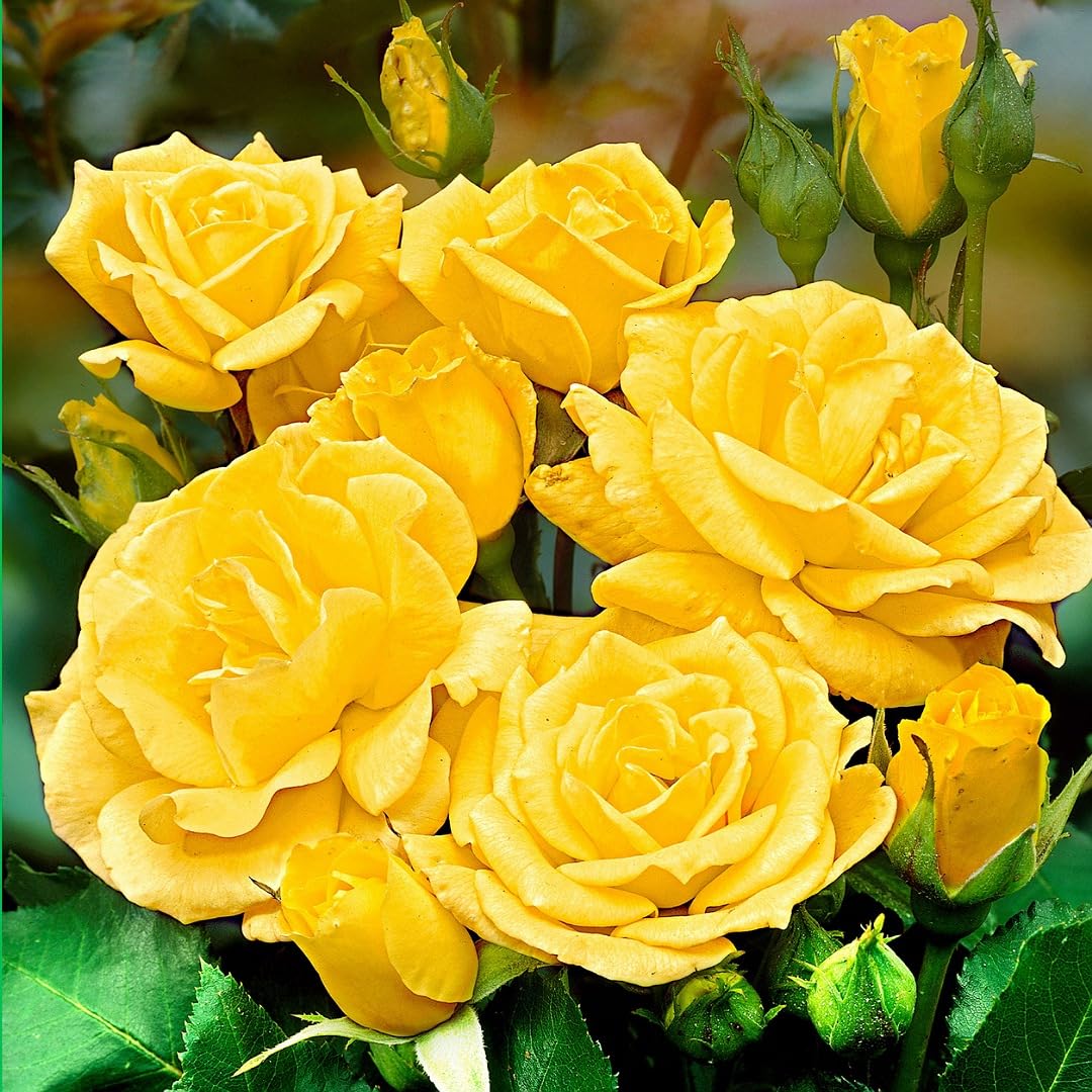 Easy to Grow Yellow Rose Seeds for Flower Gardens