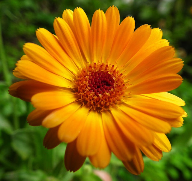 Graines de fleurs d'aster orange, floraisons rares et vibrantes, faciles à cultiver, non-OGM