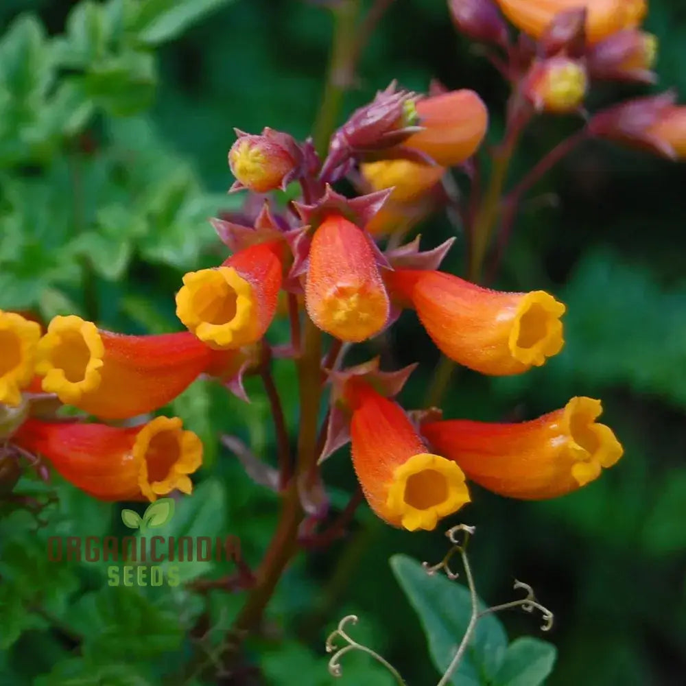 Eccremocarpus Scaber ’Blood Red’ Flower Seeds Vibrant Blossoms For Your Garden