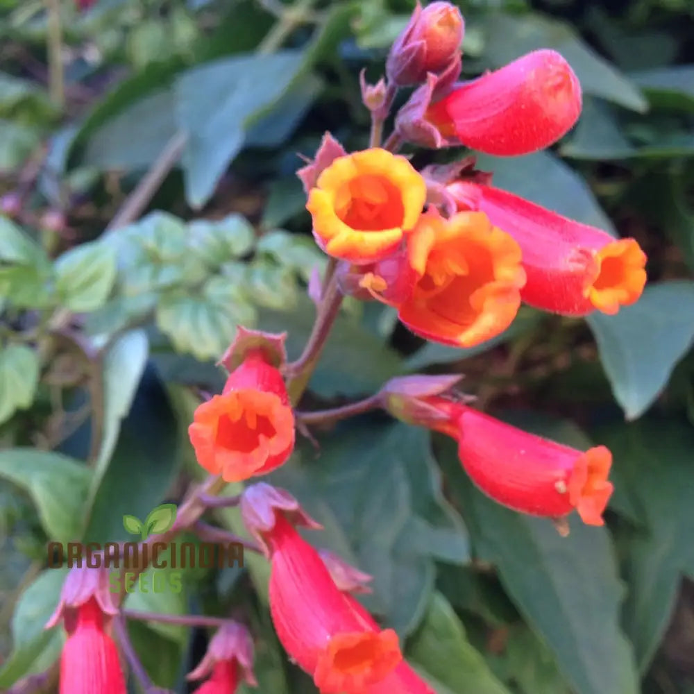 Eccremocarpus Scaber ’Blood Red’ Flower Seeds Vibrant Blossoms For Your Garden