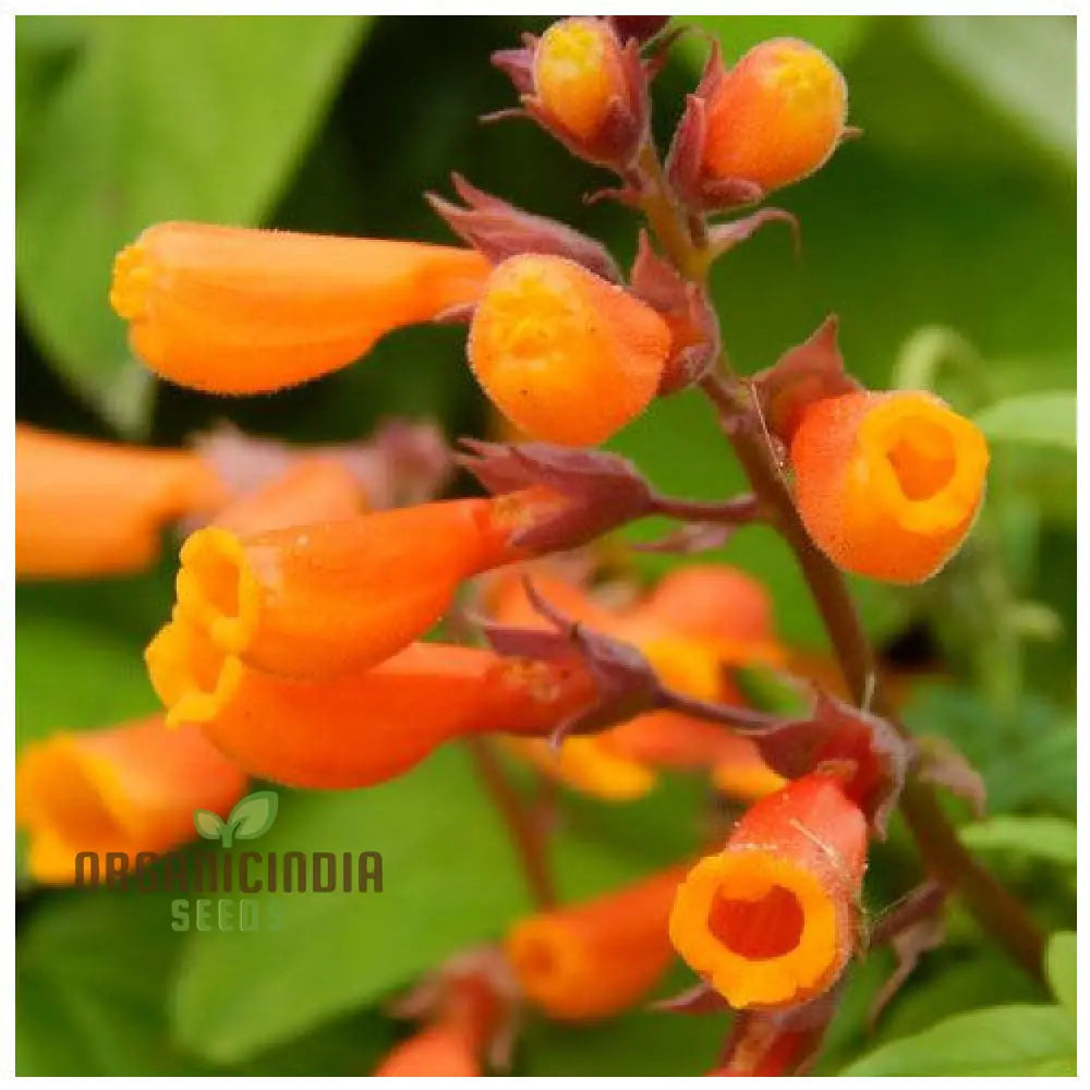 Eccremocarpus Scaber ’Burst Of Orange’ Flower Seeds For Planting Adding Bold Color To Your Garden