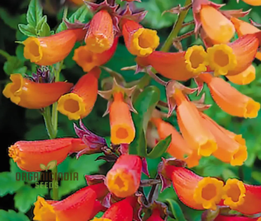Eccremocarpus Scaber ’Burst Of Orange’ Flower Seeds For Planting Adding Bold Color To Your Garden