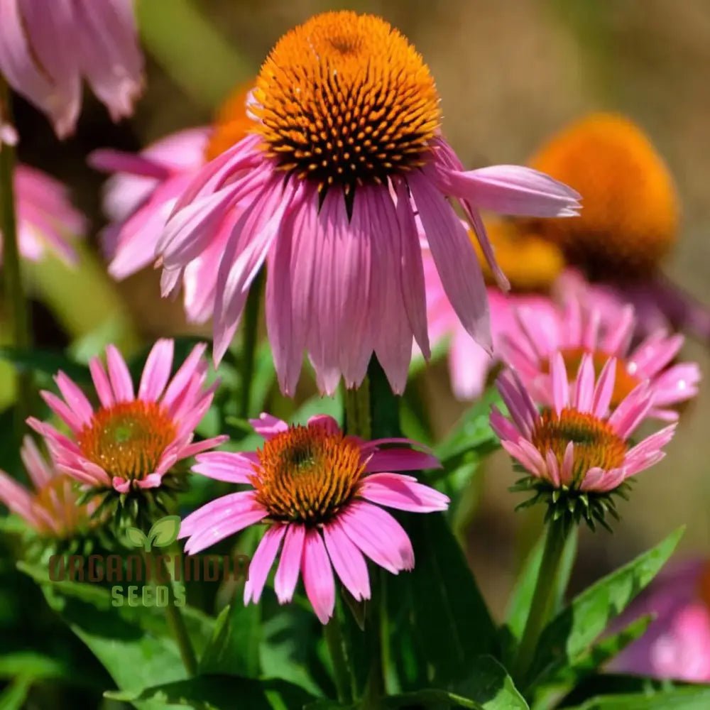 Mixed Echinacea varieties blooming in garden