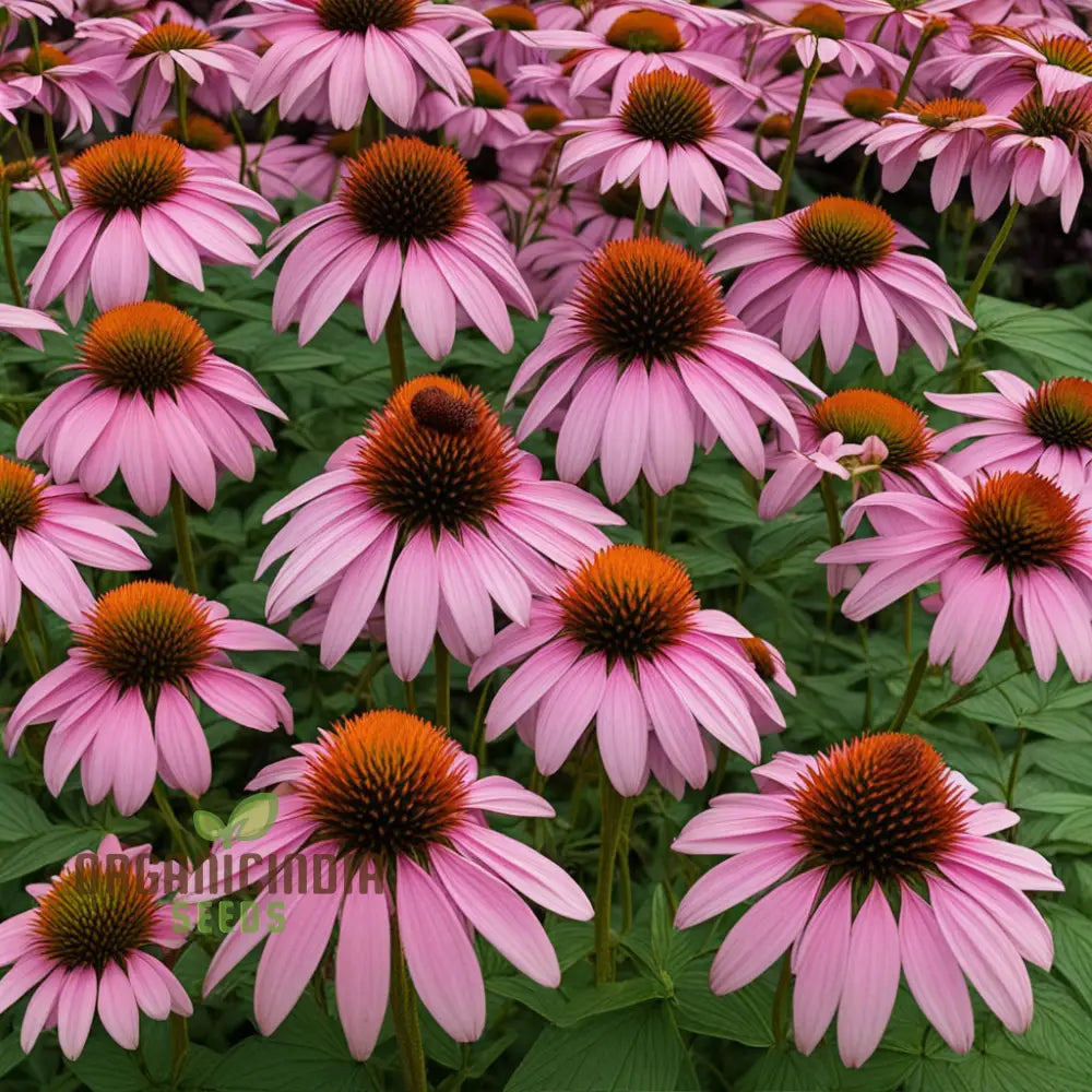 Echinacea Purpurea Seeds for Home Garden Growing