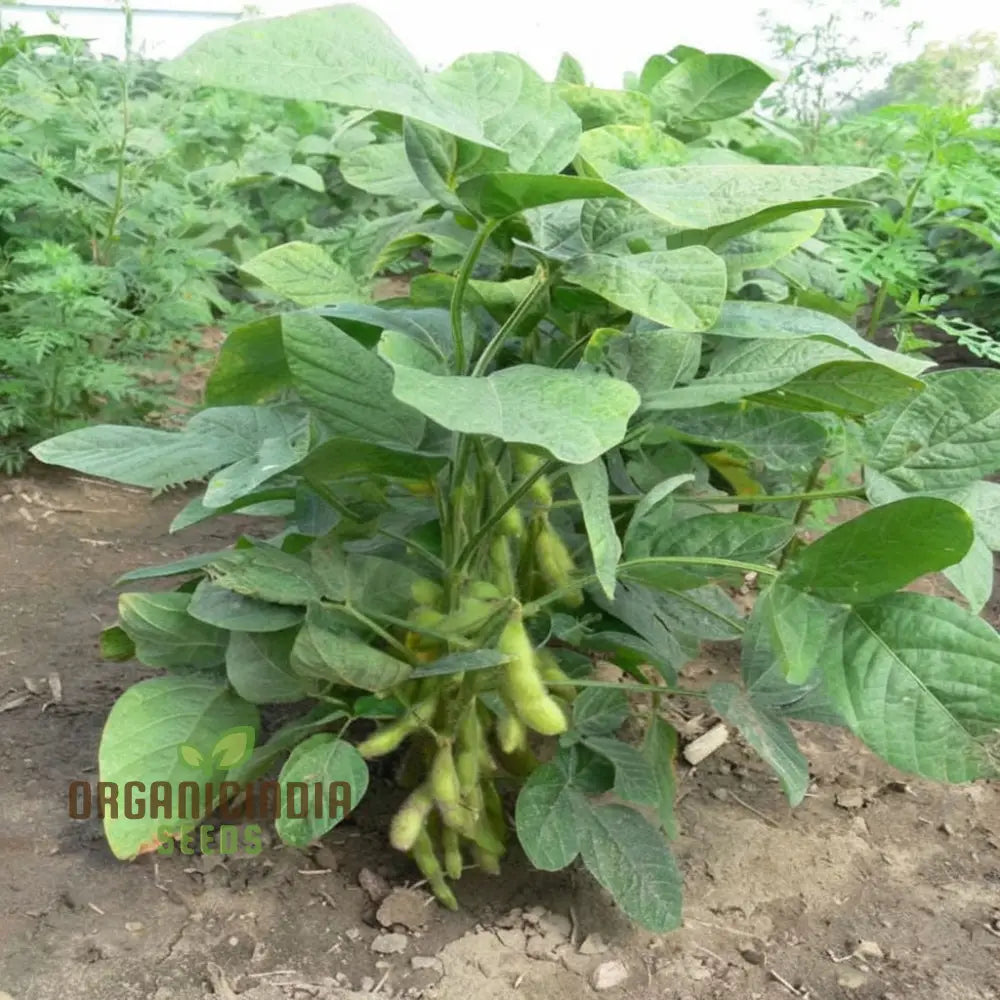 Mature Edamame Plant from Seeds, Upright and High-Yielding