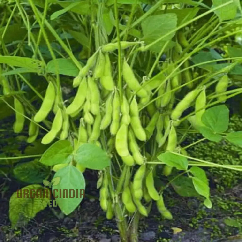 Edamame Soybean Seeds for Home Garden, Easy-to-Grow Nutritious Vegetable Seeds