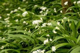 Edible herb wild garlic seeds flavoring dishes